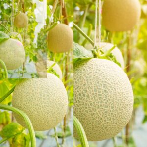 Growing Cantaloupe at Home