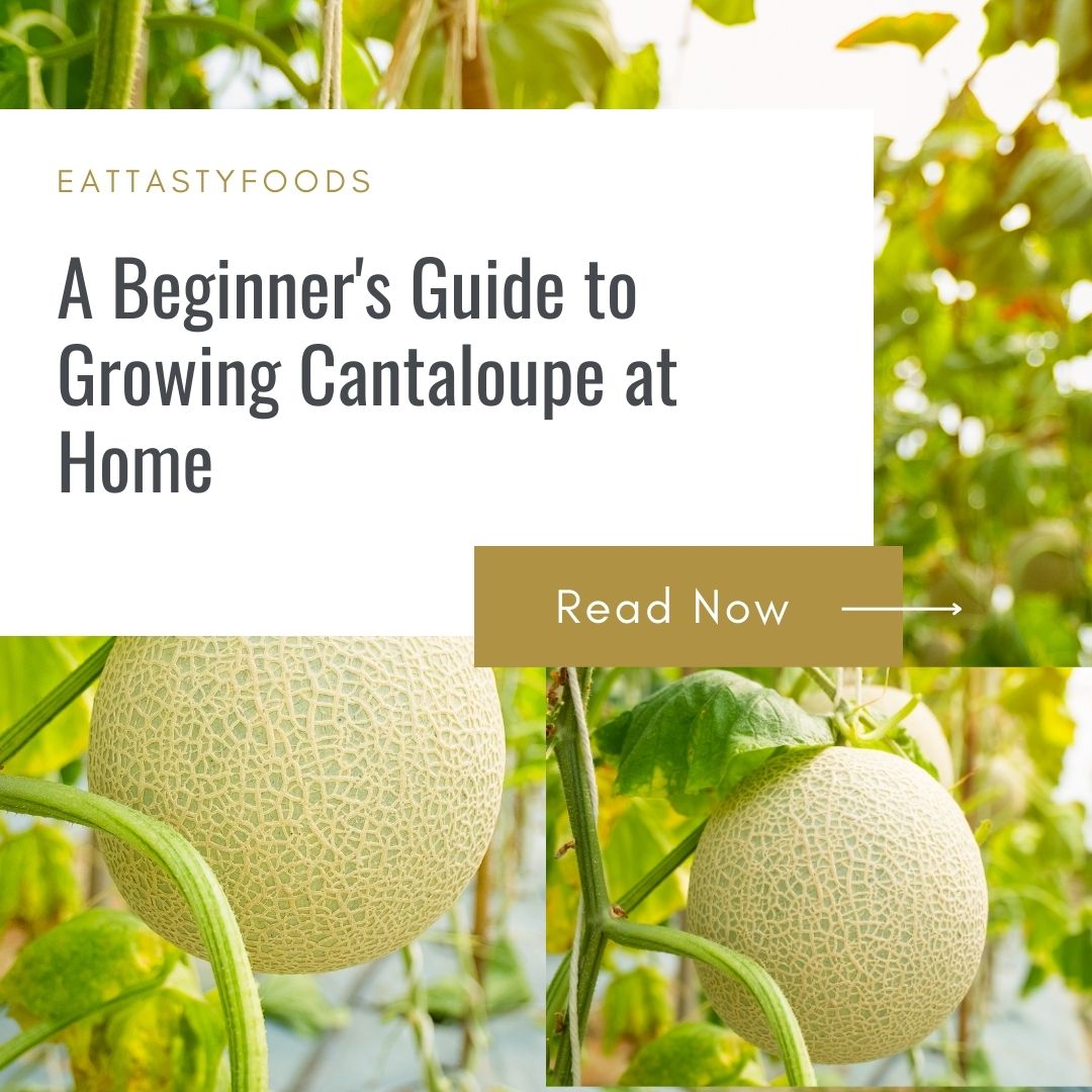 Growing Cantaloupe